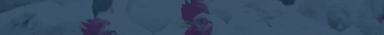 Rapti Feed Industries Banner